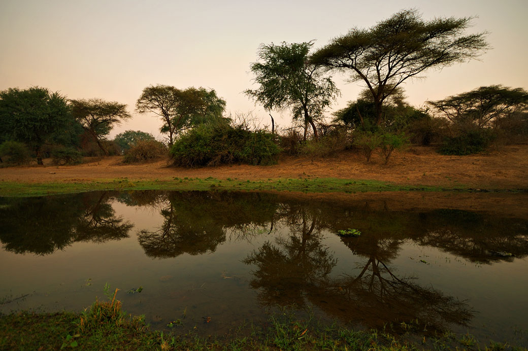 Reflet d'arbres dans une rivière, Zambie